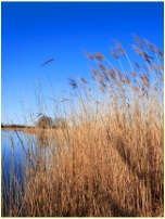Pond Grass